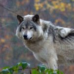 WolfsPress Umsetzung Datenschutz Grundverordnung Header