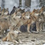 WolfsPress Umsetzung Datenschutz Schulung