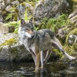 WolfsPress Umsetzung Datenschutz Unternehmen